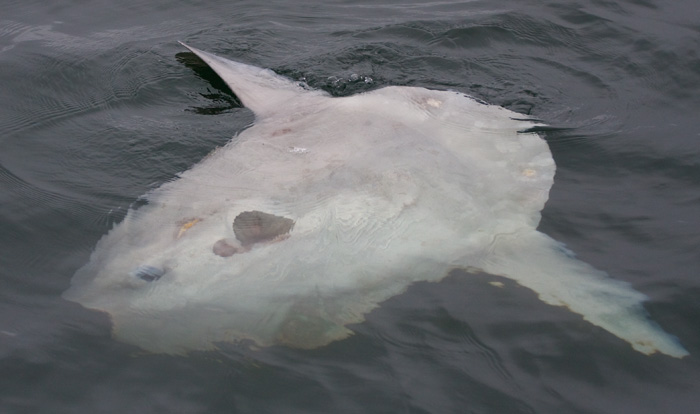 Mola Mola